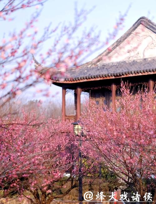 太湖梅景上线!东山、光福迎来最佳观赏期 太湖梅景上线!东山、光福迎来最佳观赏期